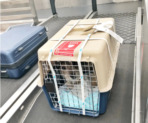 可克达拉宠物托运 宠物托运公司 机场宠物托运 宠物空运